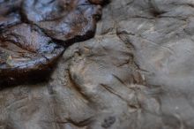 Prstni odtis Francesca Robbe