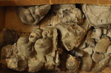 Fragmenti glave pred konserviranjem-restavriranjem