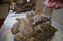 Dopolnjevanje nosilca